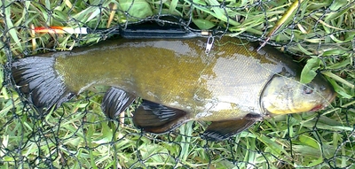 Tench