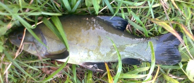 Tench
