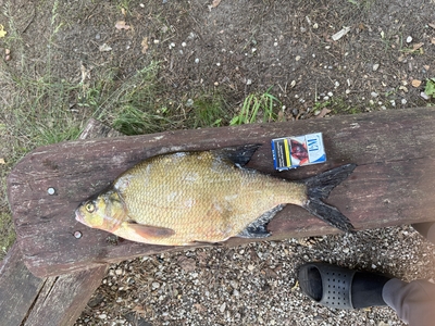 Carp bream