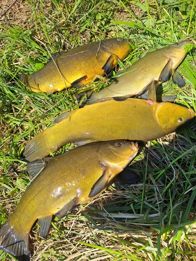 Tench