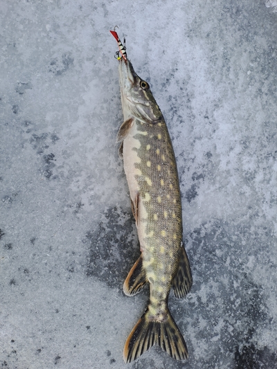 Northern Pike