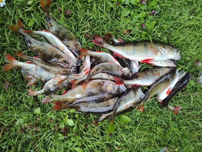 Eurasian perch