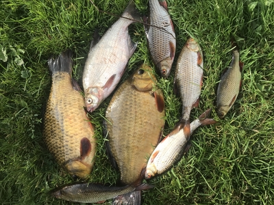 Crucian carp