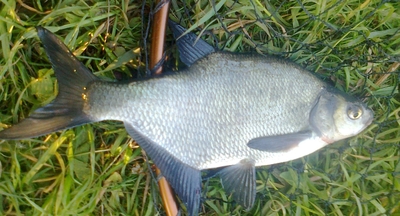 Carp bream
