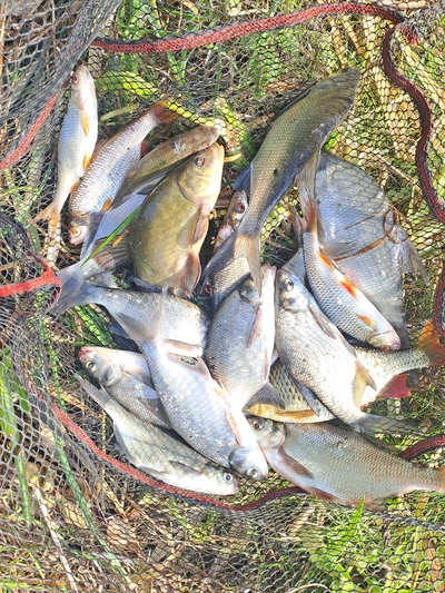 Carp bream