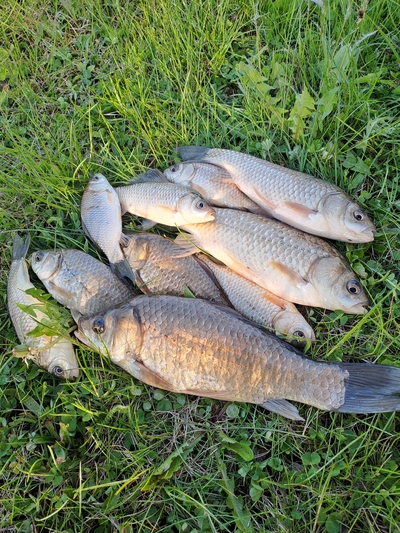 Prussian carp