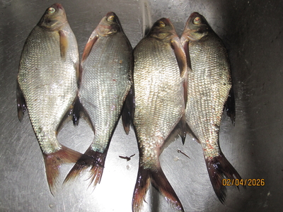 Carp bream