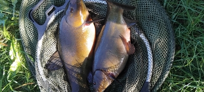 Tench