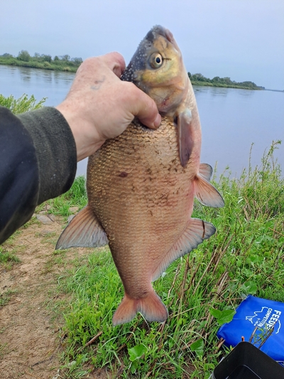Carp bream