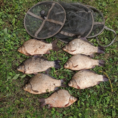 Prussian carp