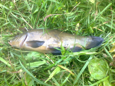 Tench