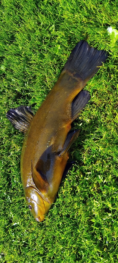 Tench