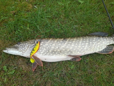 Northern Pike