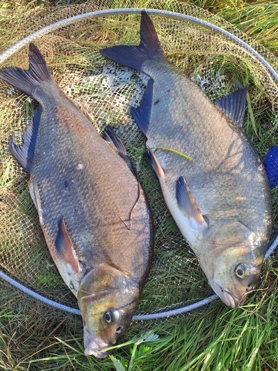 Carp bream