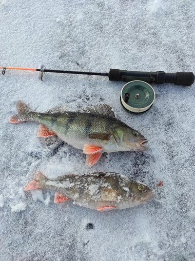 Eurasian perch