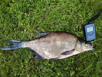Carp bream