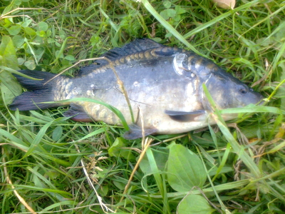Carp