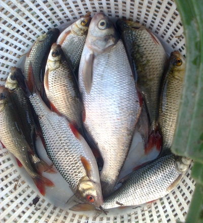 Carp bream