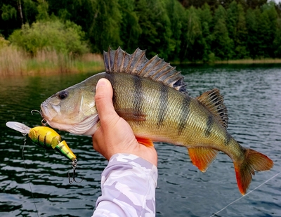 Eurasian perch