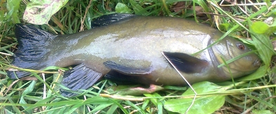 Tench