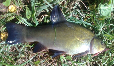 Tench