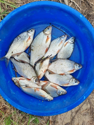 Silver Bream