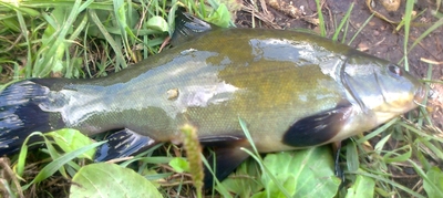 Tench