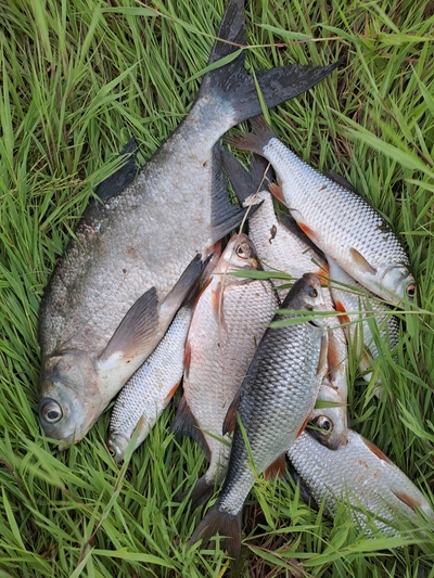 Carp bream