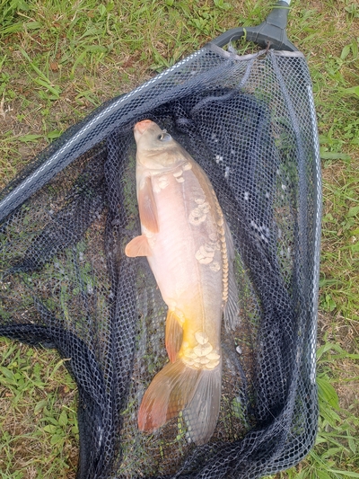 Carp