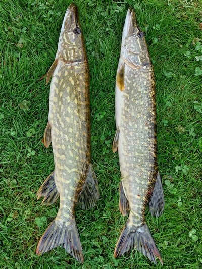Northern Pike
