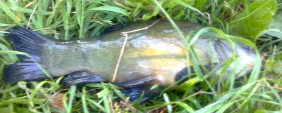 Tench