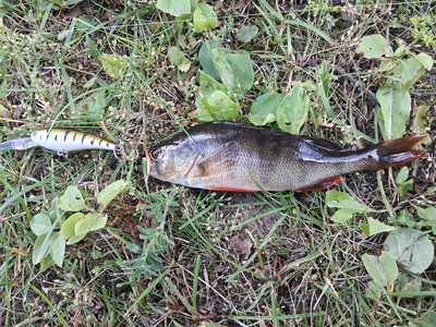 Eurasian perch