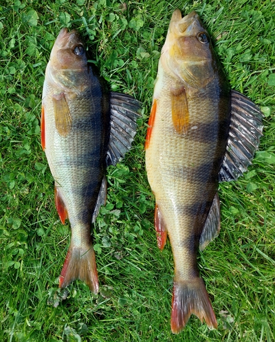 Eurasian perch