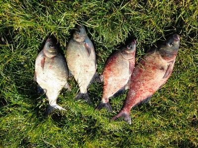 Carp bream