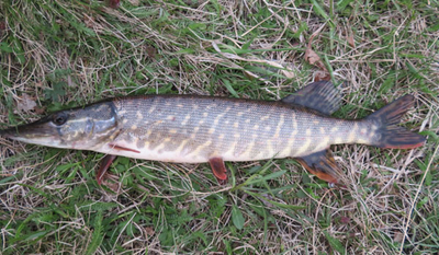 Northern Pike