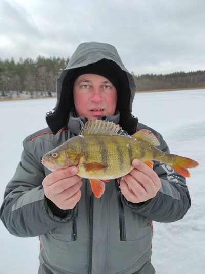 Eurasian perch