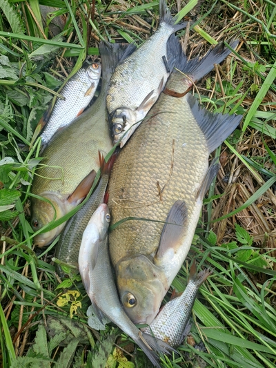 Carp bream