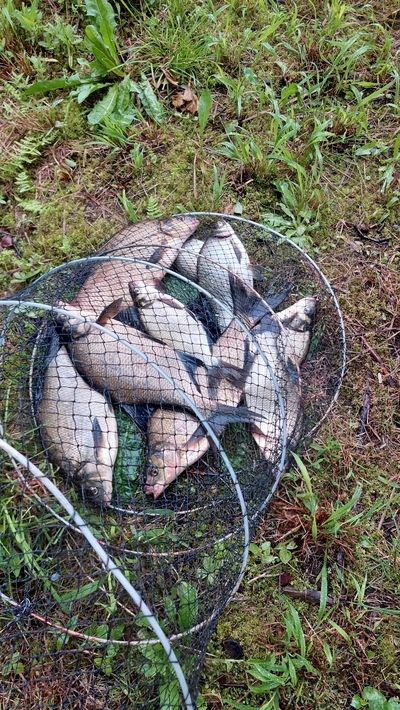 Carp bream