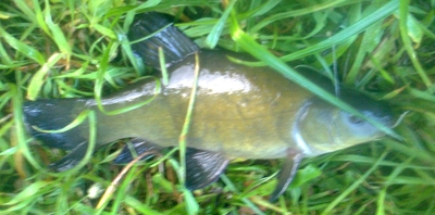 Tench