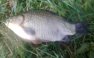 Prussian carp