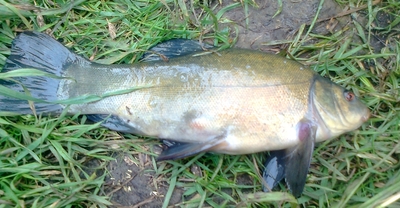 Tench