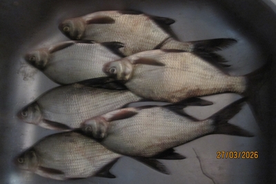 Carp bream