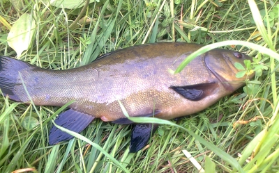 Tench