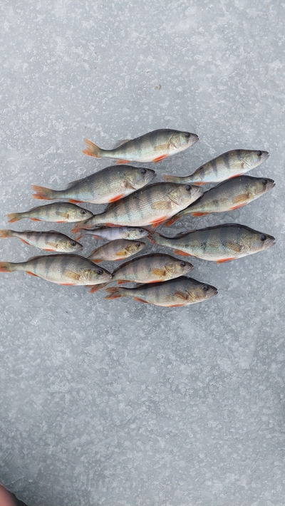 Eurasian perch