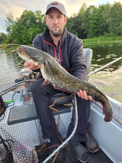 Suckermouth catfish or common pleco