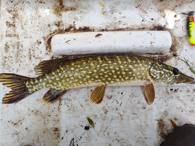 Northern Pike