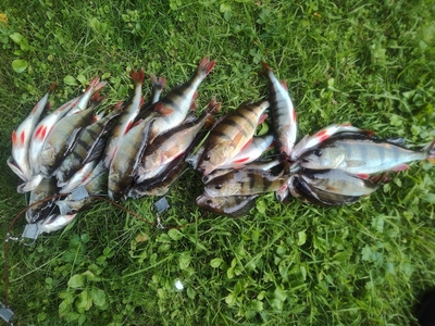 Eurasian perch