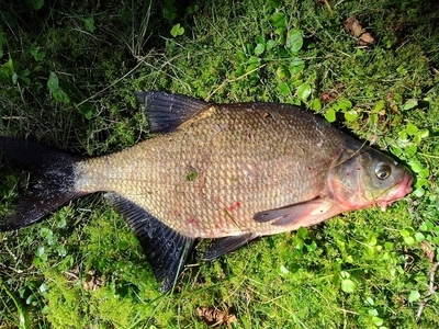 Carp bream