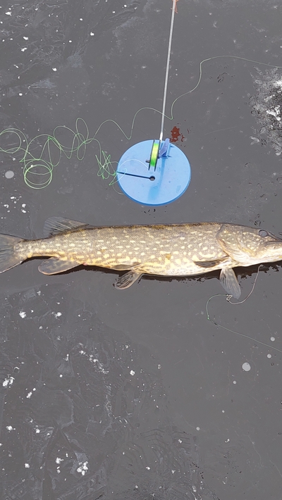 Northern Pike