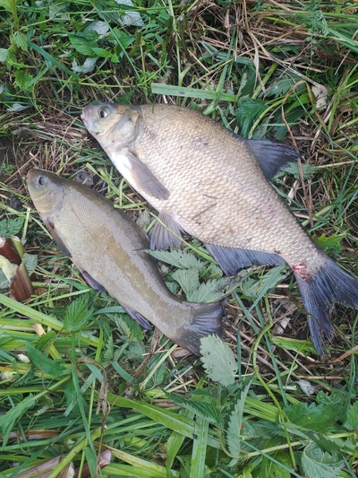 Carp bream